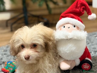 Mixed Breed dogs Pomapoo Pompom Girl – Pink Nose & Green Eyes - Advert 5