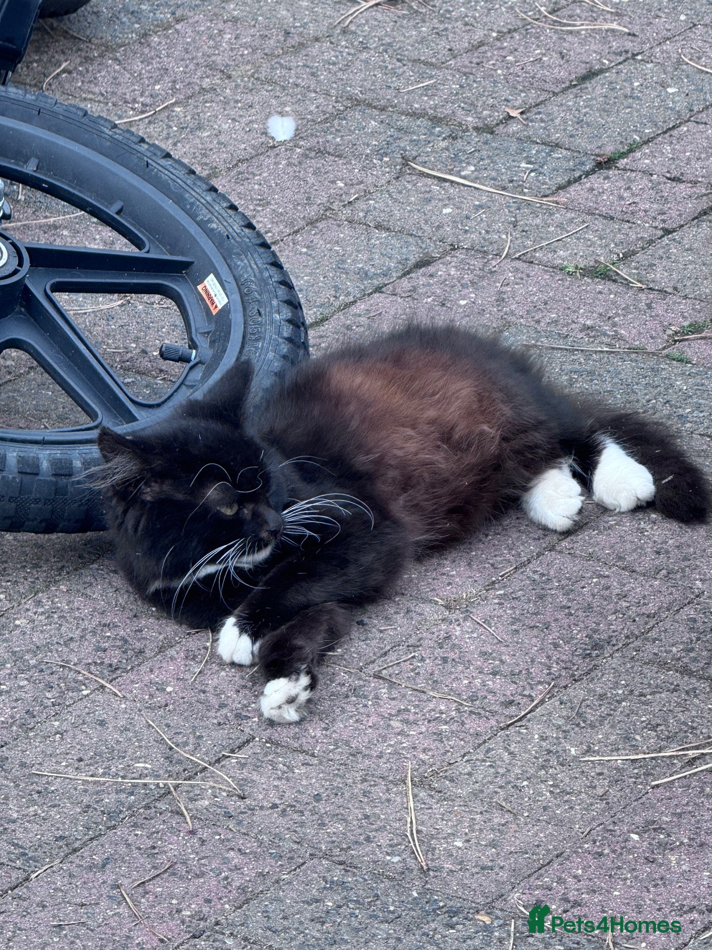 Mixed Breed cats 6 female Kittens. Black and tortoise.  - Advert 2