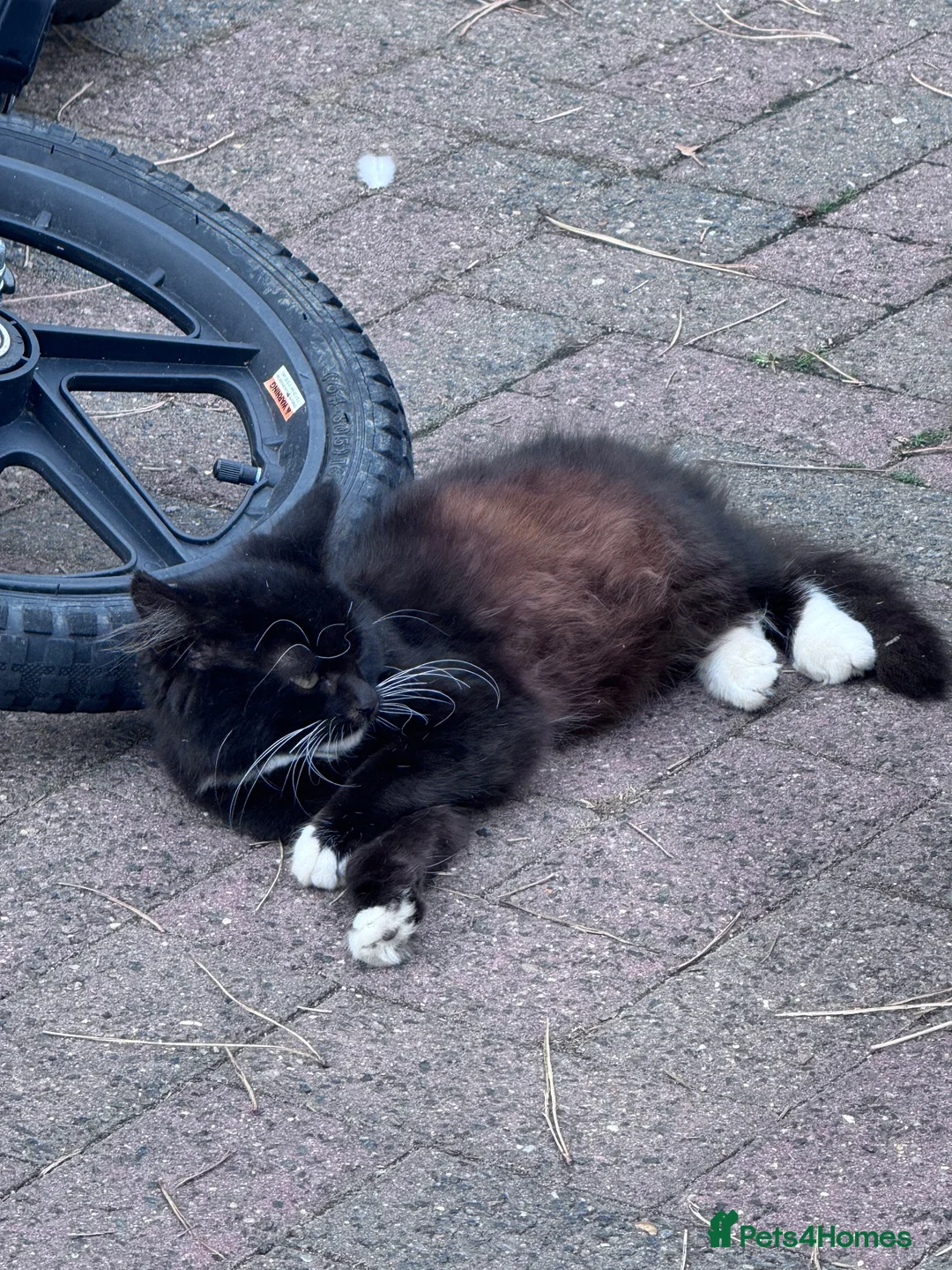 Mixed Breed cats for sale: 6 female Kittens. Black and tortoise.  - Advert 2
