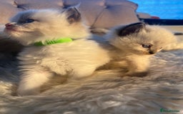 Ragdoll cats for sale: Ragdoll kittens pure breed!!! 😺 - Image 19