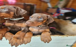 Dobermann dogs for sale: Elite Class World Champion Pedigree Pups KC'D - Image 15