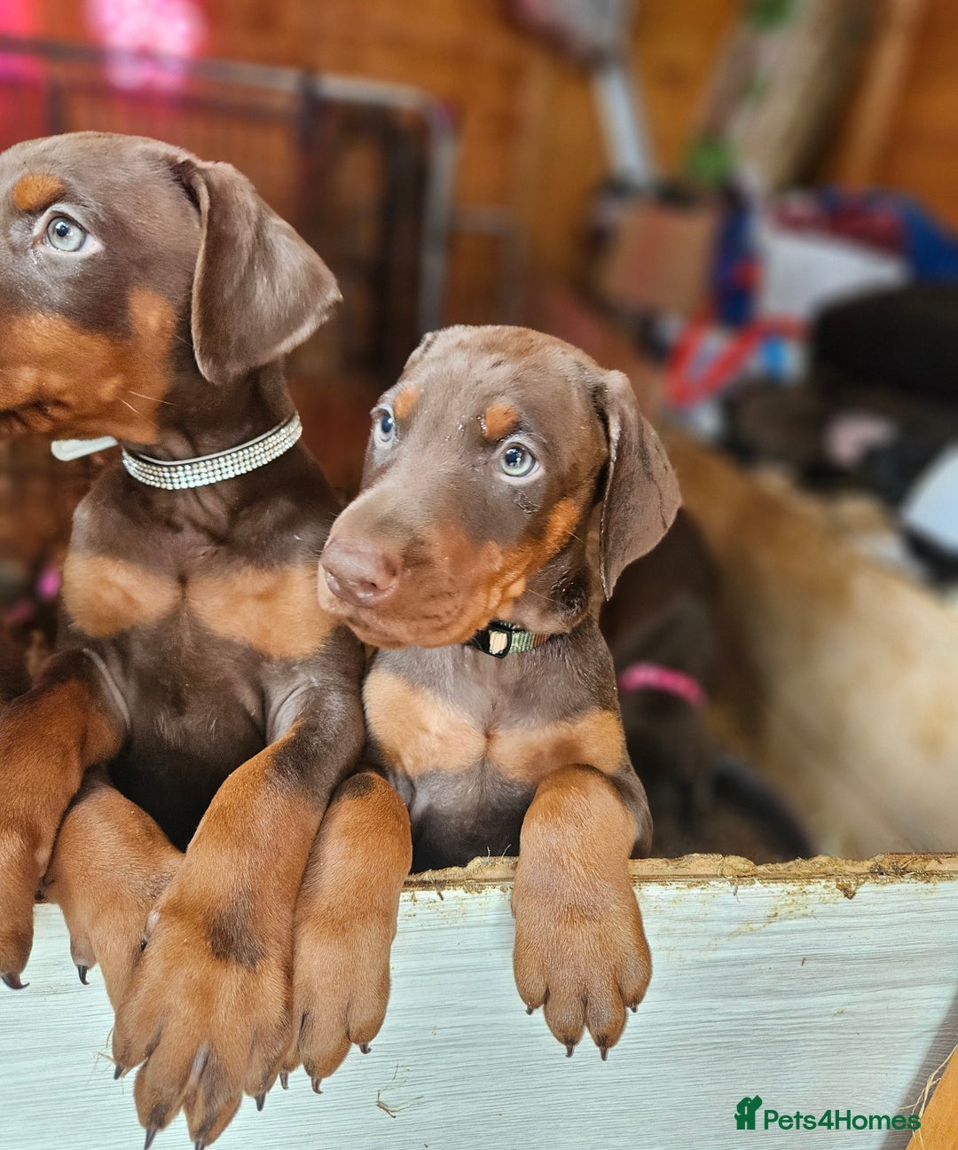 Dobermann dogs for sale: Elite Class World Champion Pedigree Pups KC'D - Image 15