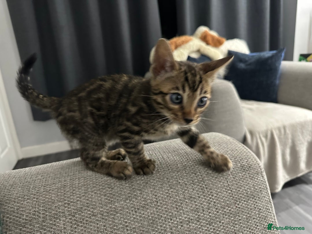 Bengal cats for sale: Beautiful silver snow lynx Bengal babies - Advert 7