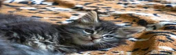 Maine Coon cats for sale: Lovely Maine Coon Kittens–5Available–Family Raised - Advert 19