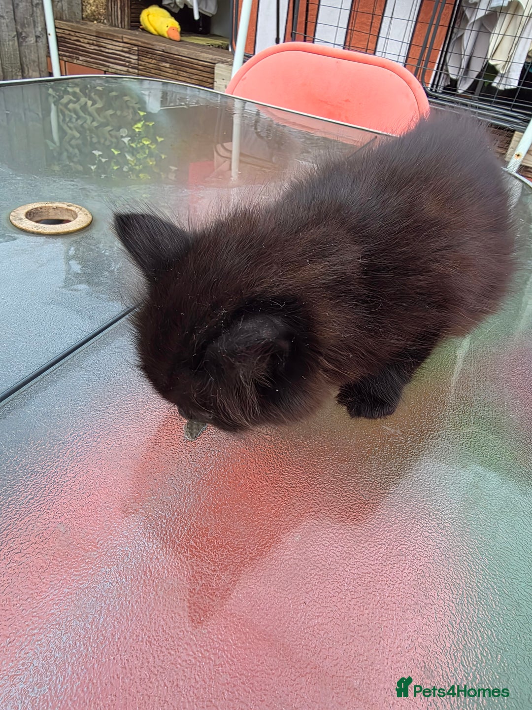 Mixed Breed cats for sale: Cute kittens for sale NEED GONE ASAP  - Advert 3