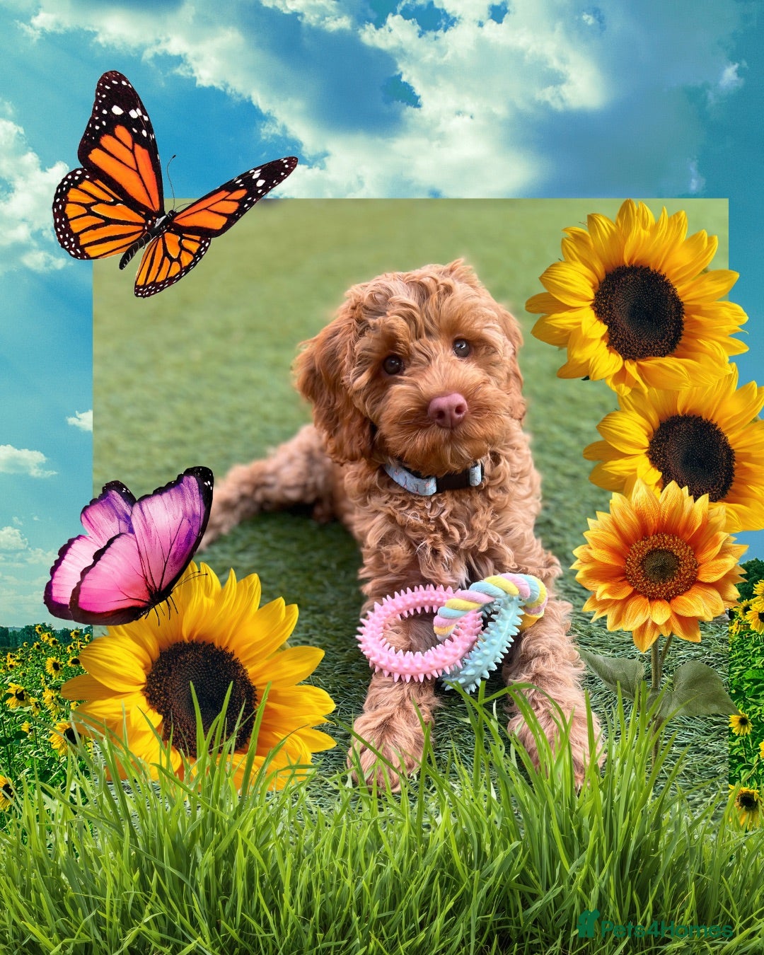 Australian Labradoodle dogs ♥️♥️price drop/Lovely girl/Australian labradoodle - Advert 2