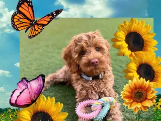 Australian Labradoodle dogs ♥️♥️price drop/Lovely girl/Australian labradoodle - Advert 2