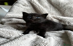 Mixed Breed cats for sale: Little hairballs  - Image 6