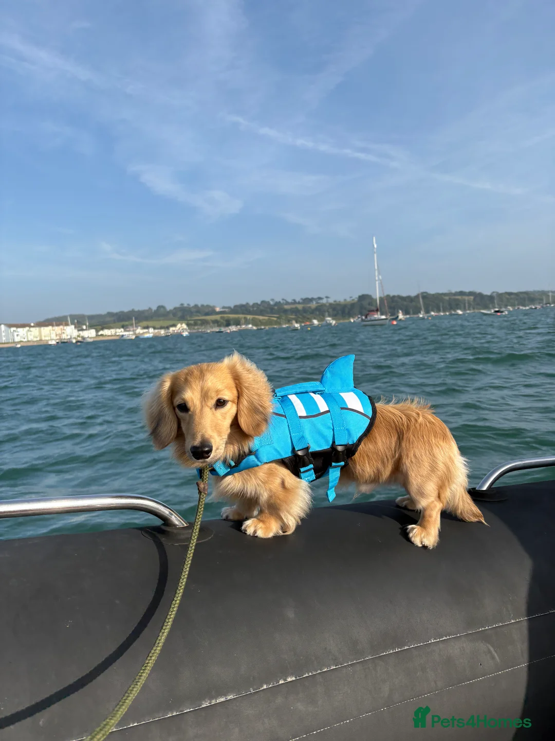 Miniature Dachshund dogs for stud: Cream Shaded LongHaired Miniature Dachshund KC Reg - Advert 2