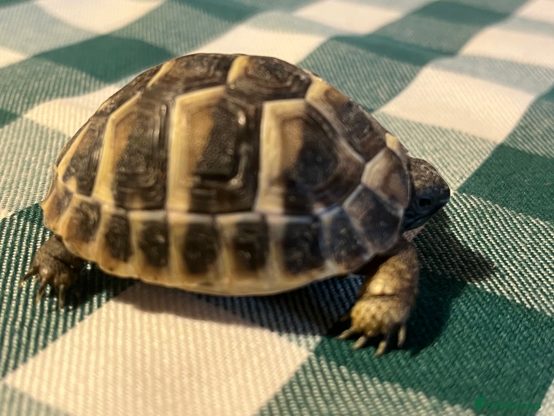 Tortoise reptiles for sale: Baby Tortoises Herman & Marginates - Image 8