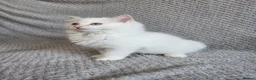 Ragdoll cats for sale: Registration Ragdoll kittens  - Advert 7