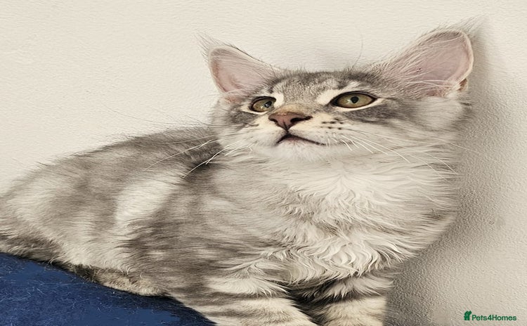 Maine Coon cats - Advert 11