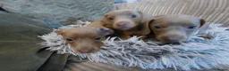 Dachshund dogs for sale: KC Registered Isabella & Tan Dachshund Puppies - Advert 7