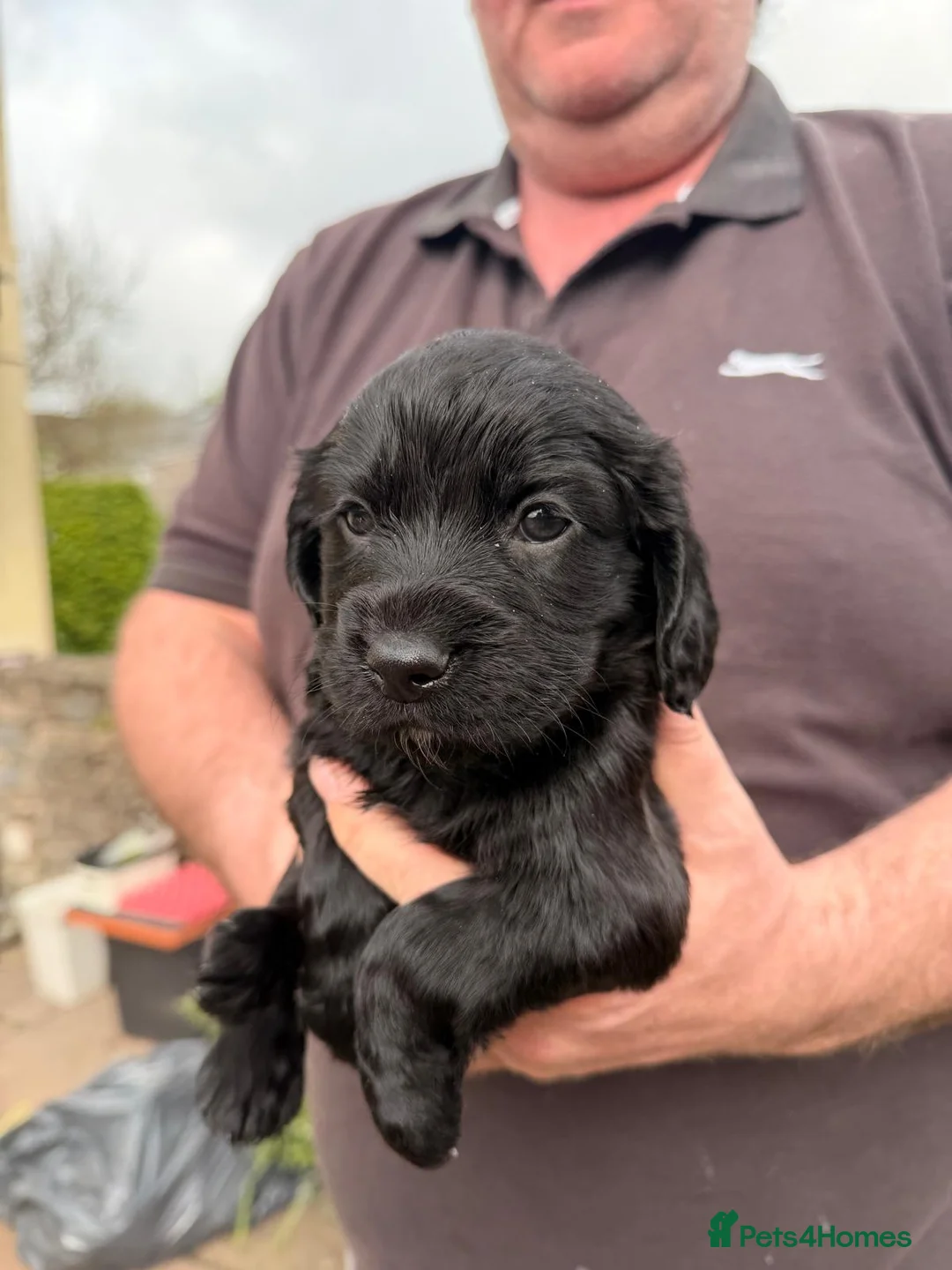 Cocker Spaniel dogs for sale: KC Reg -Working Cocker Spaniel Dog Puppy Available - Advert 1