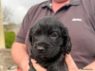Cocker Spaniel dogs KC Reg -Working Cocker Spaniel Dog Puppy Available - Advert 5