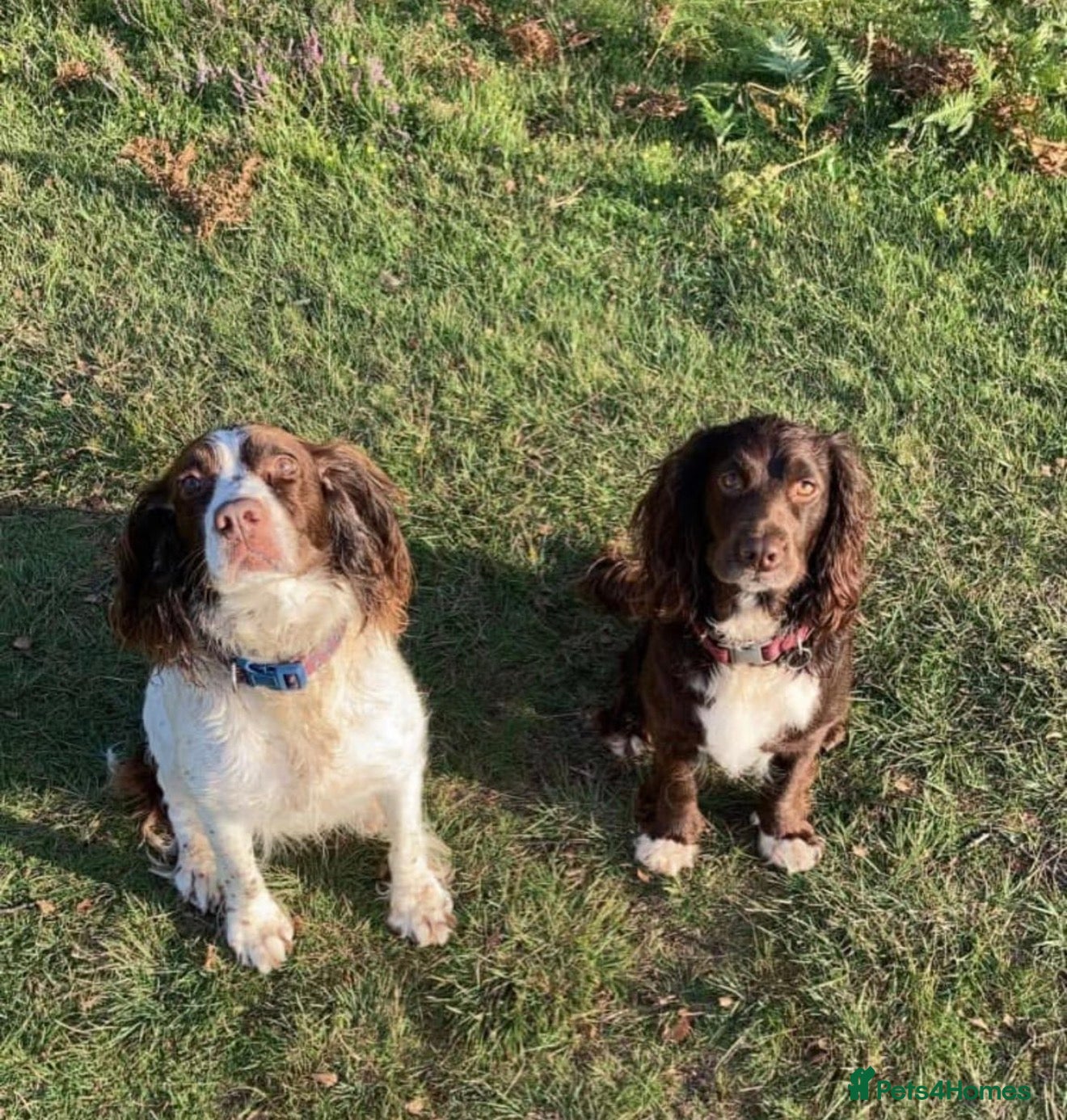 Cocker Spaniel dogs for sale: Cocker spaniel  - Advert 2