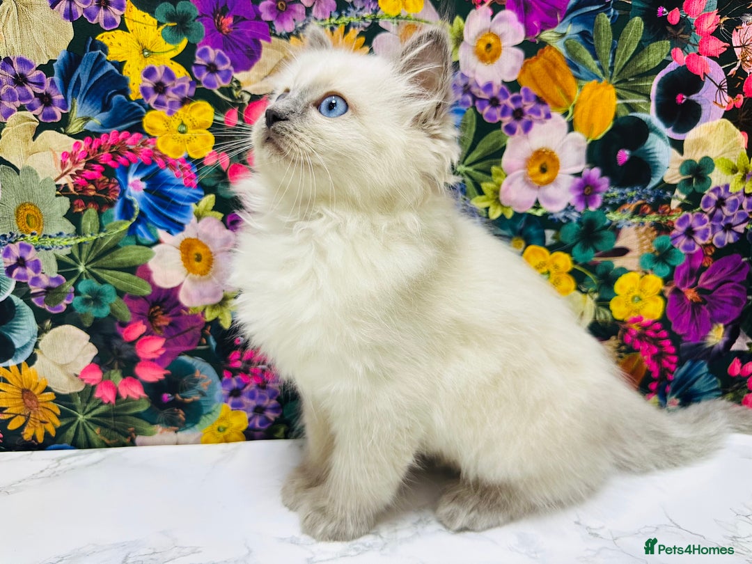 Ragdoll cats for sale: Beautiful Ragdoll Kittens  - Image 21