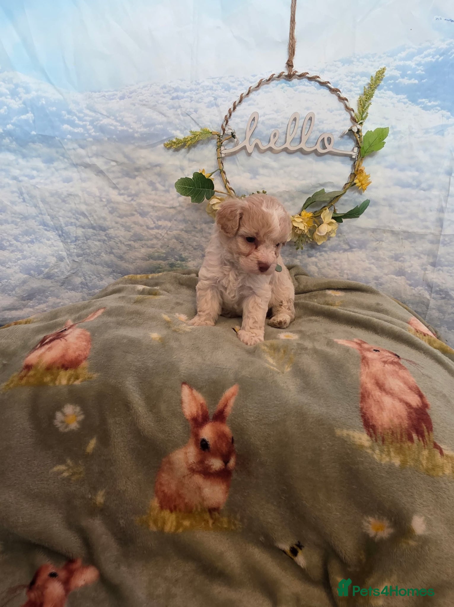 Cavapoo dogs for sale: Stunning cavapoos available  - Advert 2