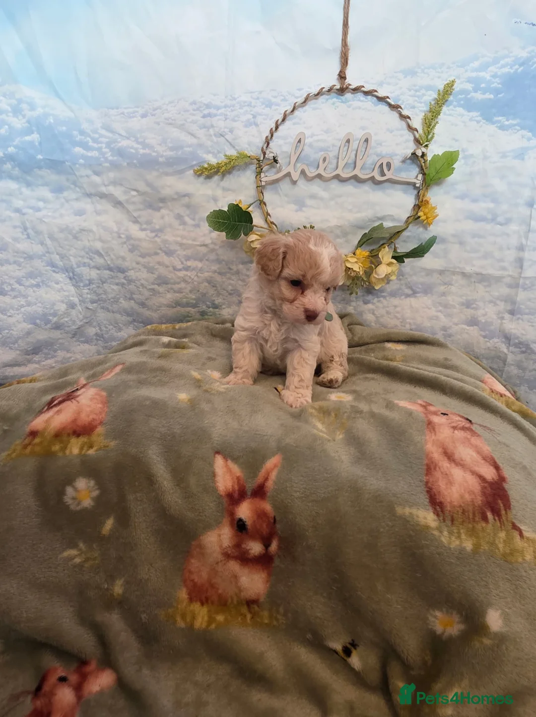 Cavapoo dogs for sale: Stunning  toy cavapoos available  - Advert 2