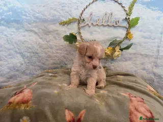 Cavapoo dogs for sale: Stunning cavapoos available - Advert 2