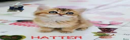 British Longhair cats for sale: 🧚‍♀️✨️ 3 Stunning  Sweet Babies 🐈🍬🐾 - Advert 7