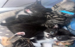 Domestic Shorthair cats for sale: Playful kittens  - Image 5