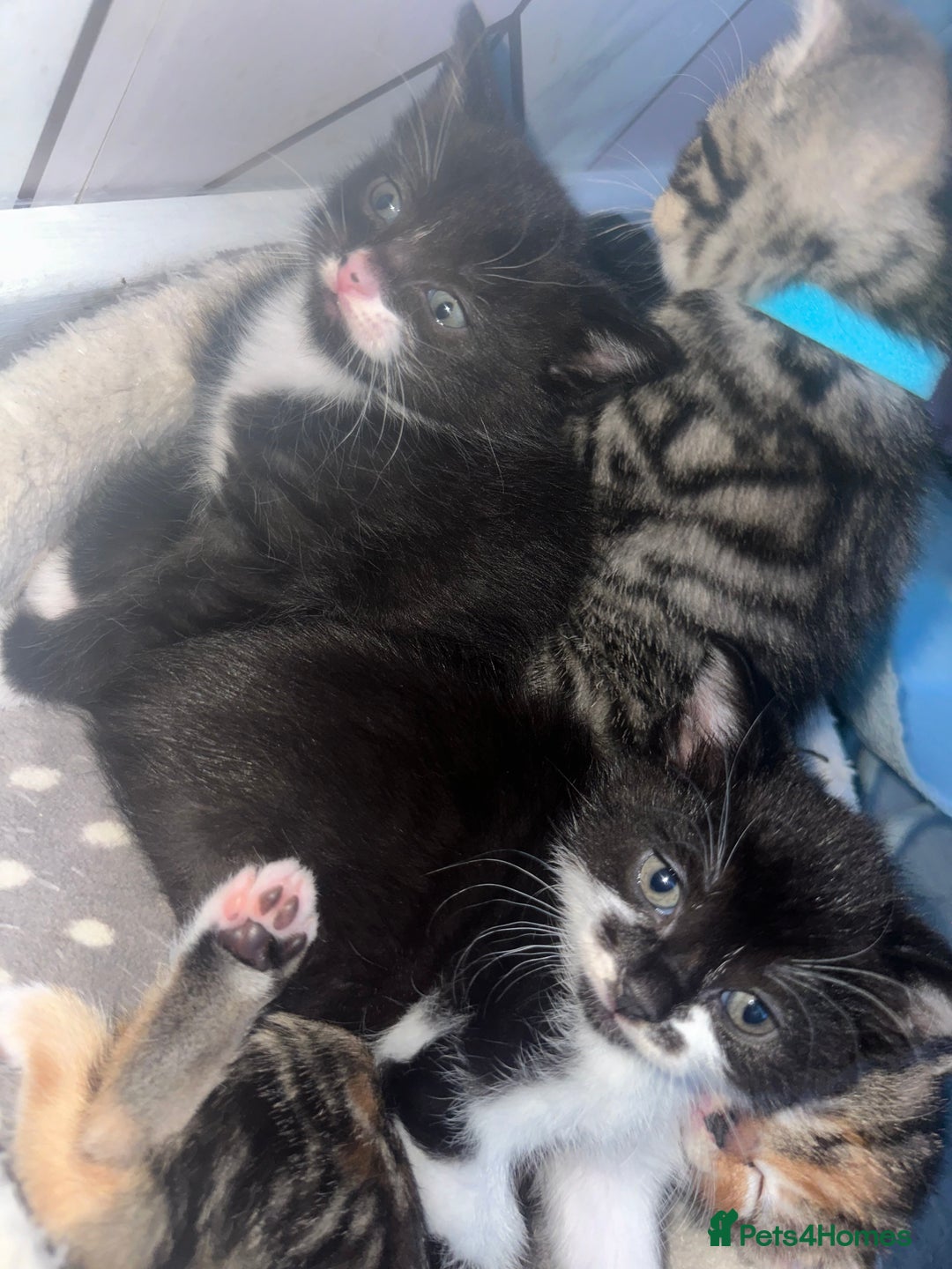 Domestic Shorthair cats for sale: Playful kittens  - Image 5