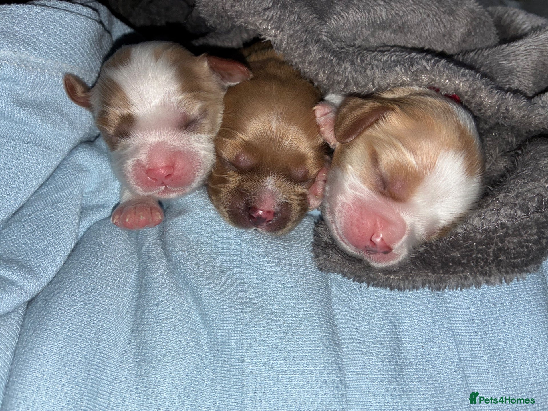 Cavachon dogs F1b Cavachon puppies - Advert 1