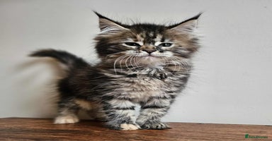 Maine Coon cats - Advert 1