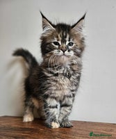 Maine Coon cats - Advert 8