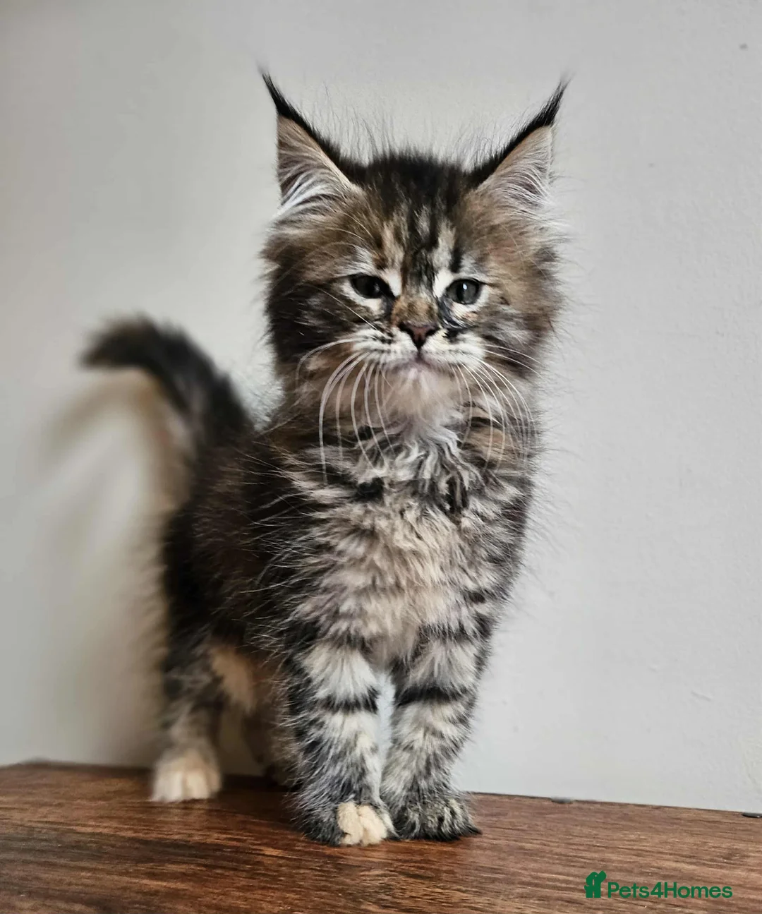 Maine Coon cats for sale: XXL Champion Line Maine Coons – Rare, Very Fluffy! - Advert 27