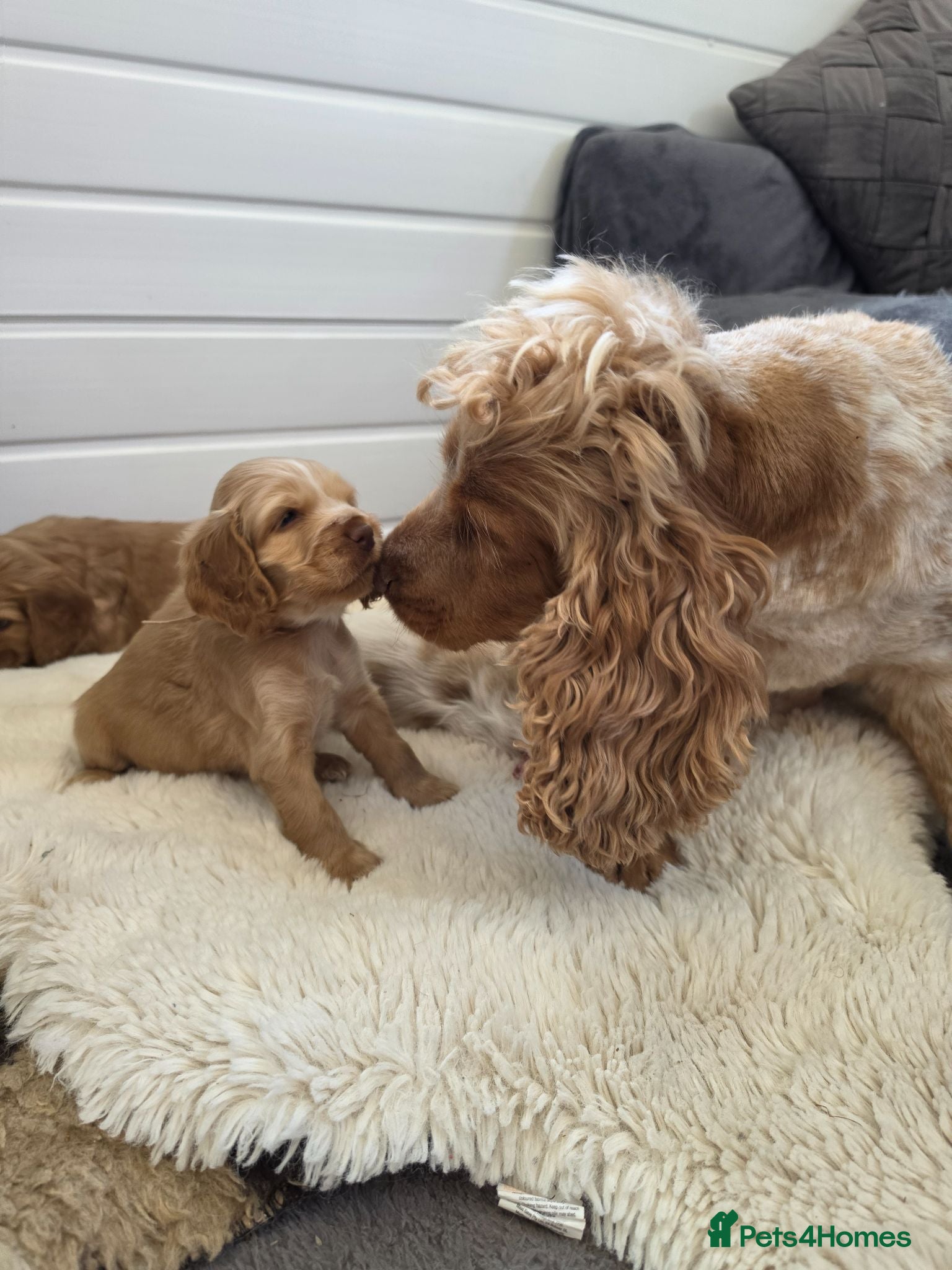 Cocker Spaniel dogs ✨️OUTSTANDING showtype health tested girl 🐶 - Advert 18