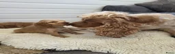 Cocker Spaniel dogs for sale: ✨️OUTSTANDING showtype health tested girl 🐶 - Advert 4