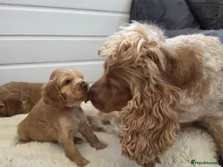 Cocker Spaniel dogs ✨️OUTSTANDING showtype health tested girl 🐶 - Advert 18