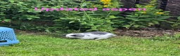 Mini Lop rabbits for sale: Beautiful mini lops x10 - Advert 5