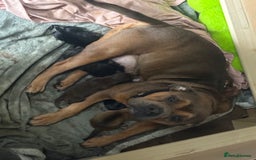 Mixed Breed dogs for sale: Mixed Breed puppies  - Advert 4