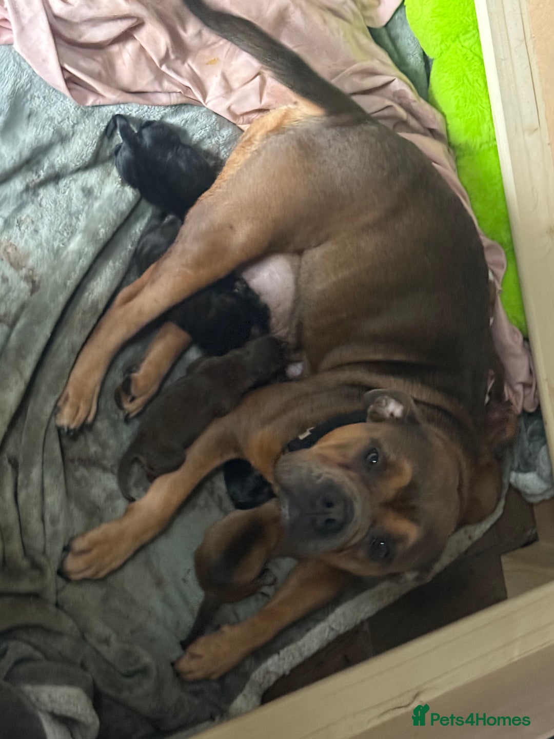 Mixed Breed dogs for sale: Mixed Breed puppies  - Advert 4