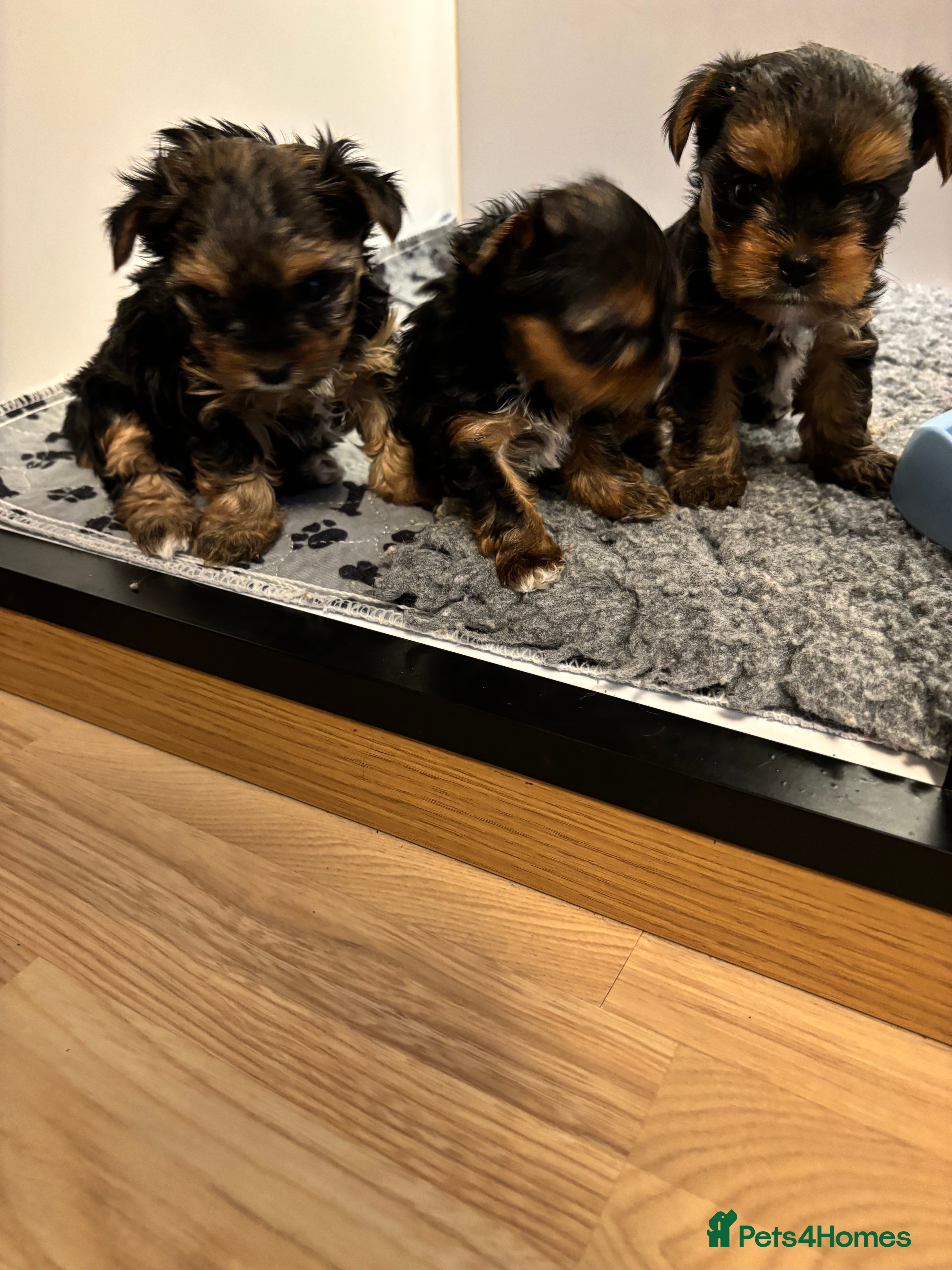 Yorkshire Terrier dogs Three beautiful Yorkshire terrier puppies  - Advert 6