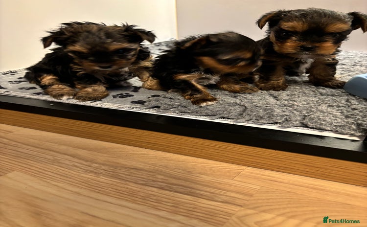 Yorkshire Terrier dogs Three beautiful Yorkshire terrier puppies  - Advert 4
