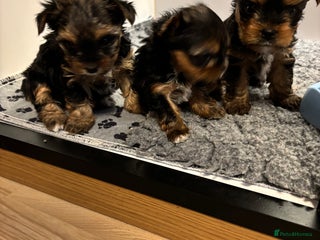 Yorkshire Terrier dogs Three beautiful Yorkshire terrier puppies - Advert 4