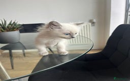 Ragdoll cats for sale: 7 Adorable Ragdoll Kittens Ready for Loving Homes - Advert 12