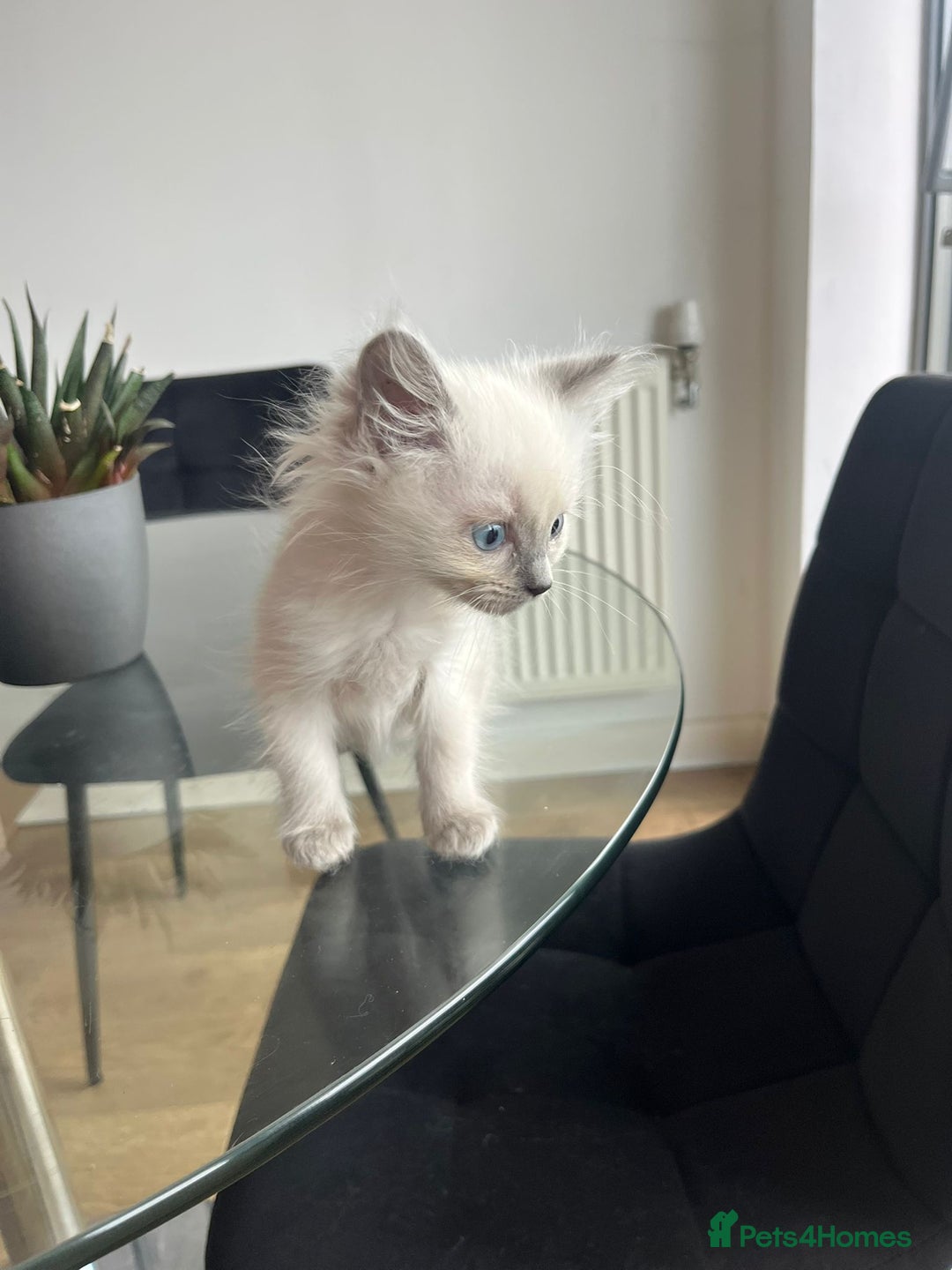 Ragdoll cats for sale: 7 Adorable Ragdoll Kittens Ready for Loving Homes - Advert 12