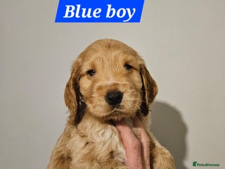 Cocker Spaniel dogs Kc reg show cockers - Advert 17