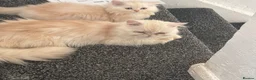 Persian cats for sale: 5 adorable Persian kittens for sale in Birmingham - Advert 4