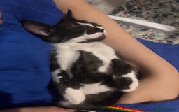 Domestic Shorthair cats for sale: Four 11 week old kittens - Image 8