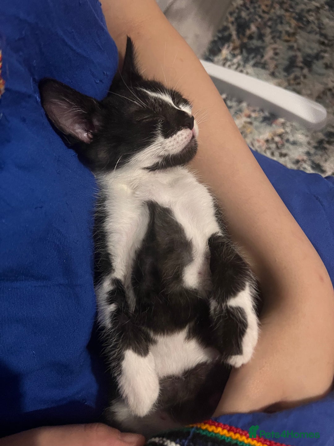 Domestic Shorthair cats for sale: Four 11 week old kittens - Image 8
