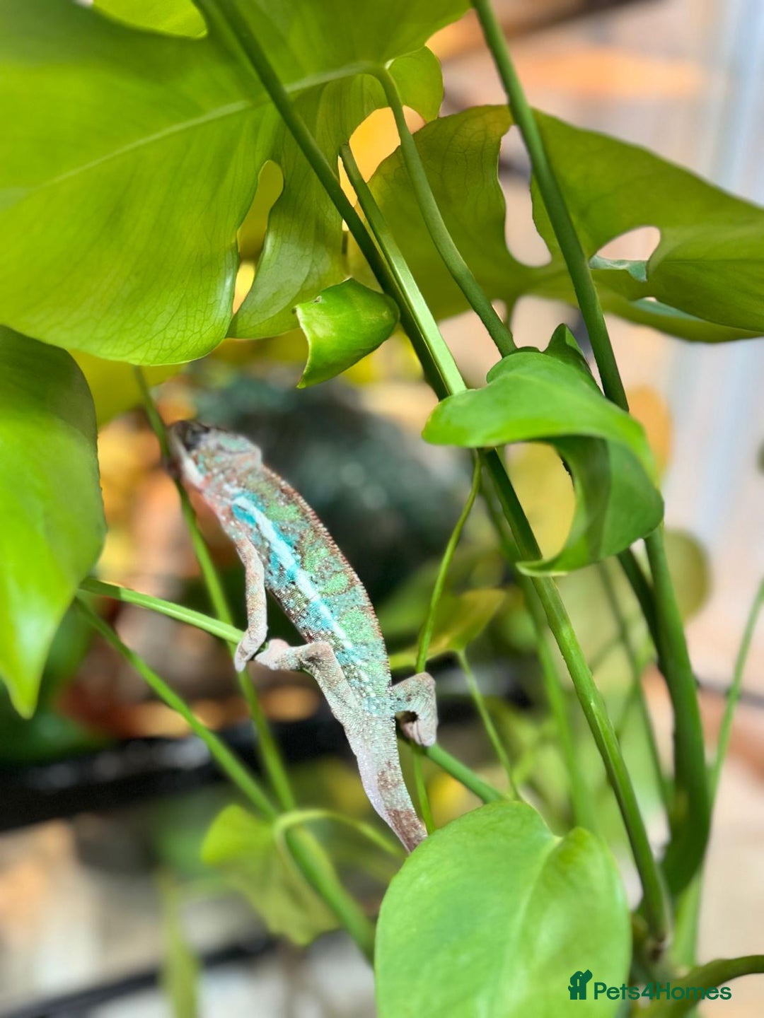 Chameleon reptiles for sale: Chameleons  - Advert 18