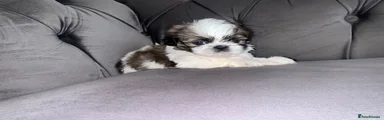 Shih Tzu 1