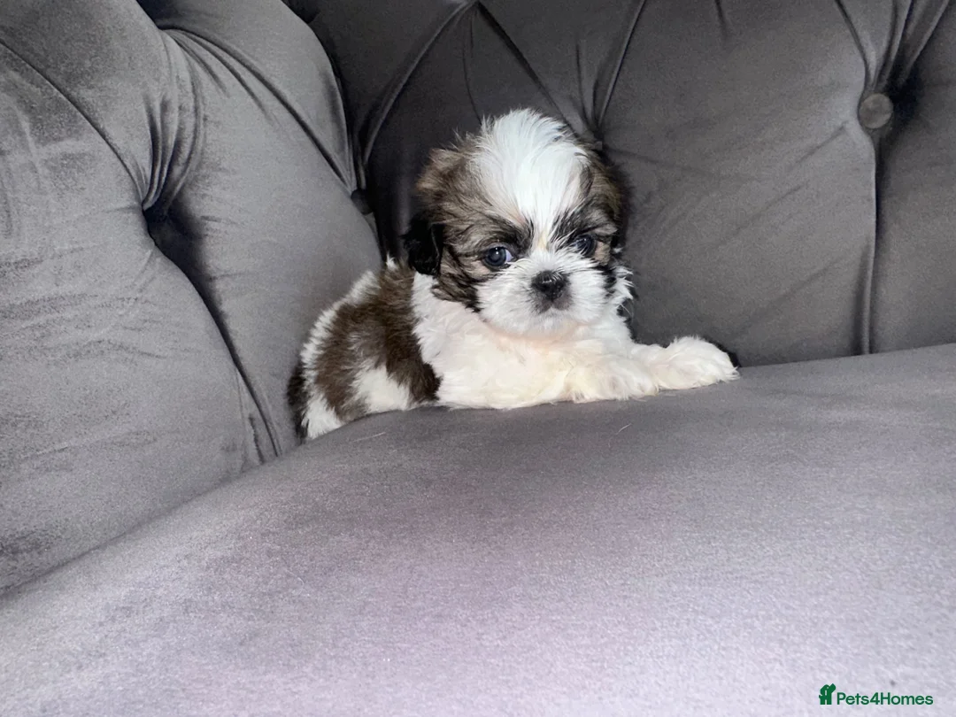 Shih Tzu dogs for sale: Standard Shih Tzu puppies  - Advert 2
