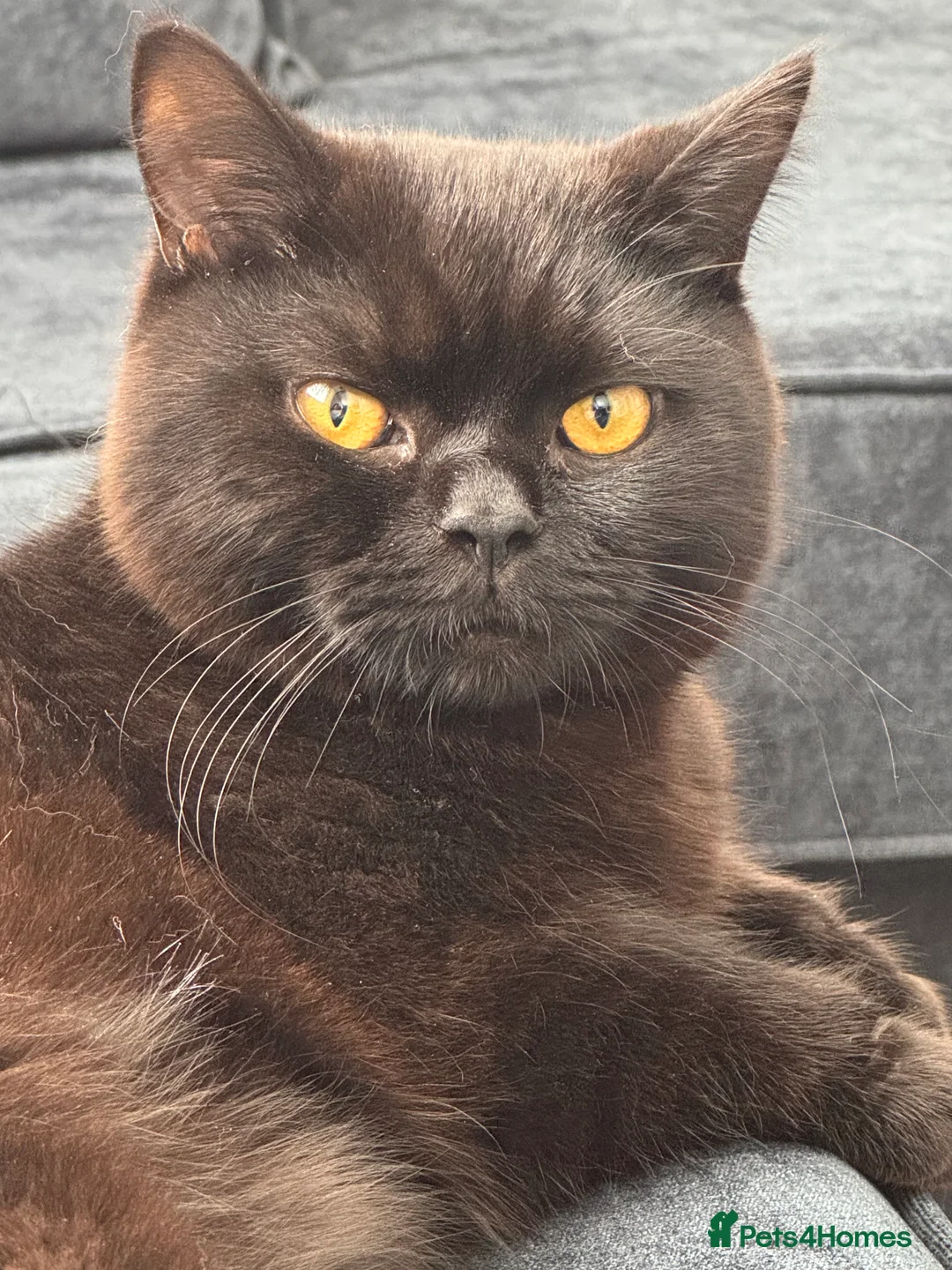 British Shorthair cats for sale: Black male British shorthair  - Advert 1